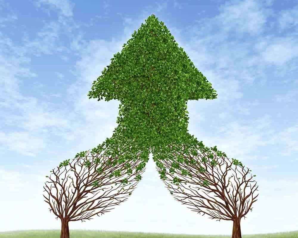 https://www.intelligentrecruitment.ca/wp-content/uploads/2021/03/Tree_Up-1000x800.jpg